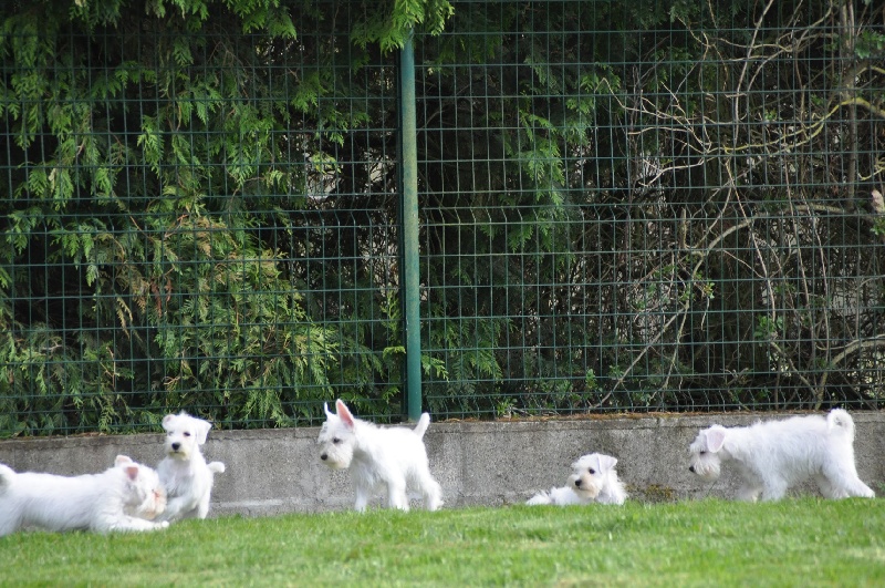 pension chien 47500