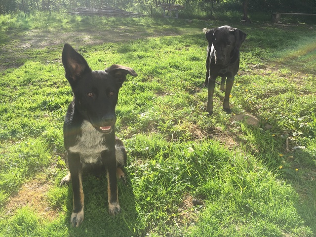 pension chien 47500