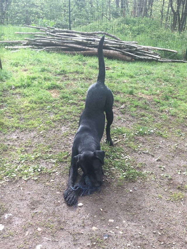 pension chien 47500
