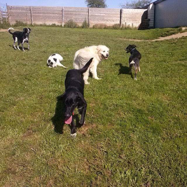 pension chien 47500