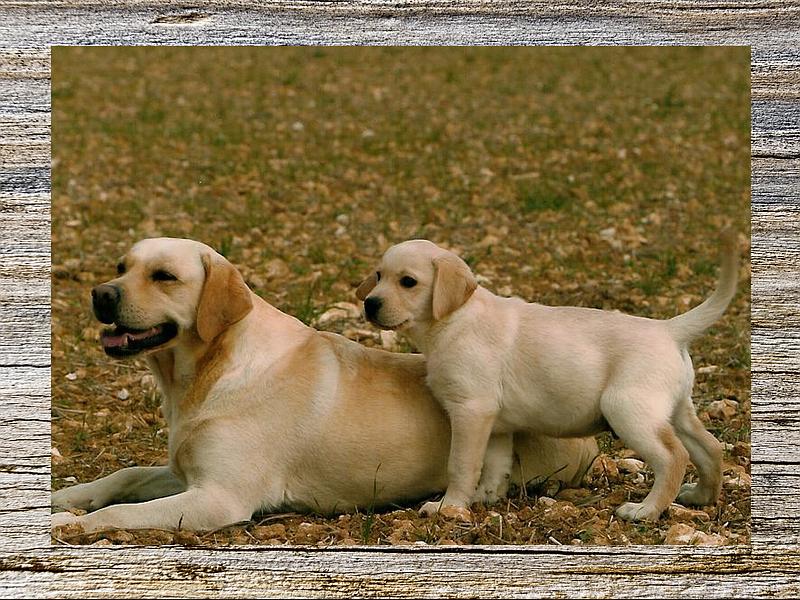 pension chien 95 herblay