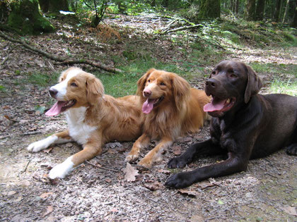 pension chien 95 herblay