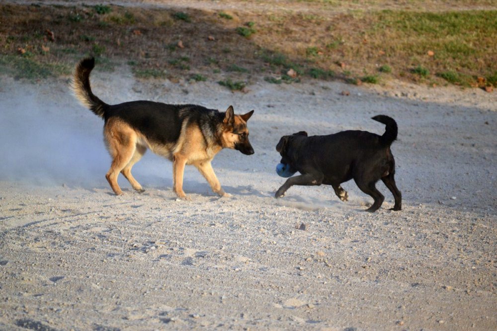 pension chien 95 herblay