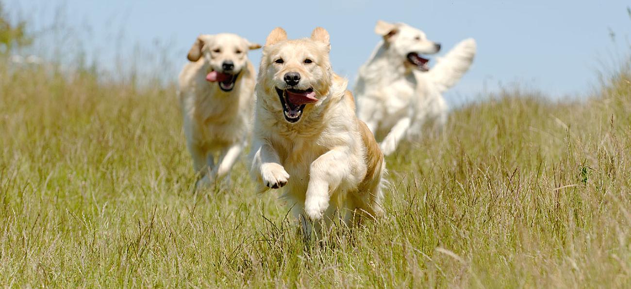 pension chien 95 herblay