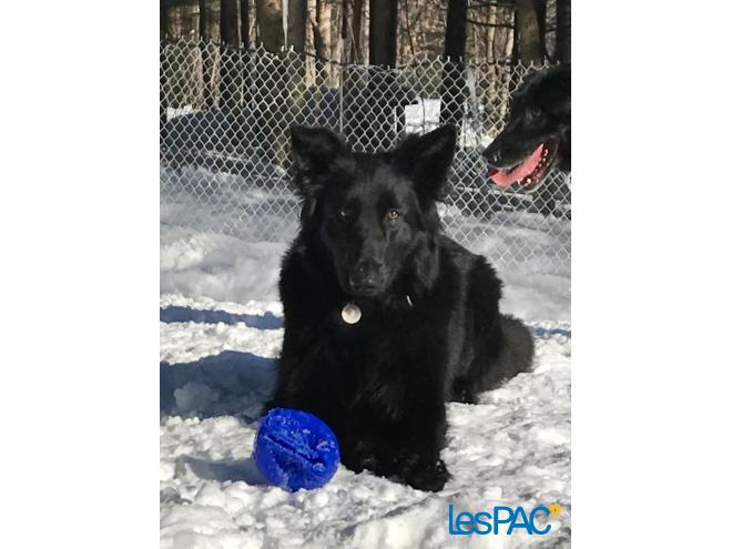 pension chien a quebec