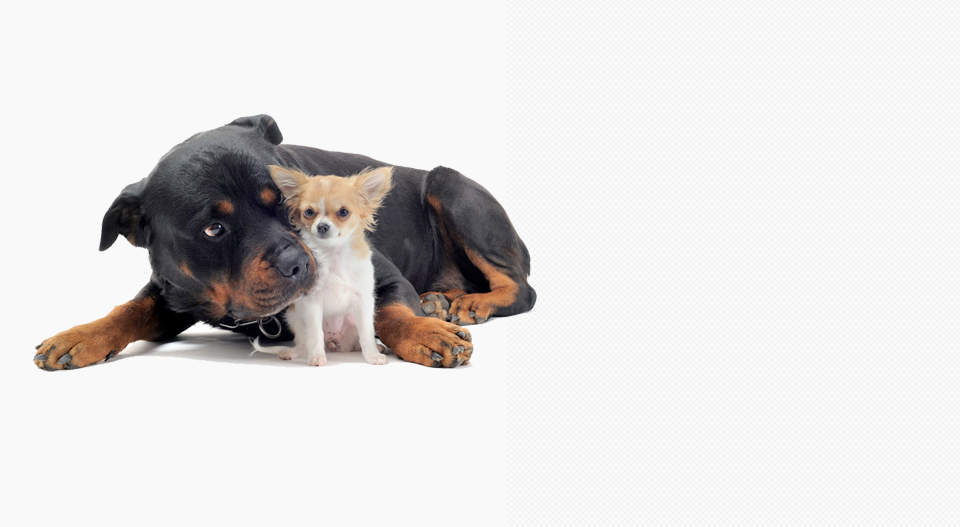 pension chien a quebec