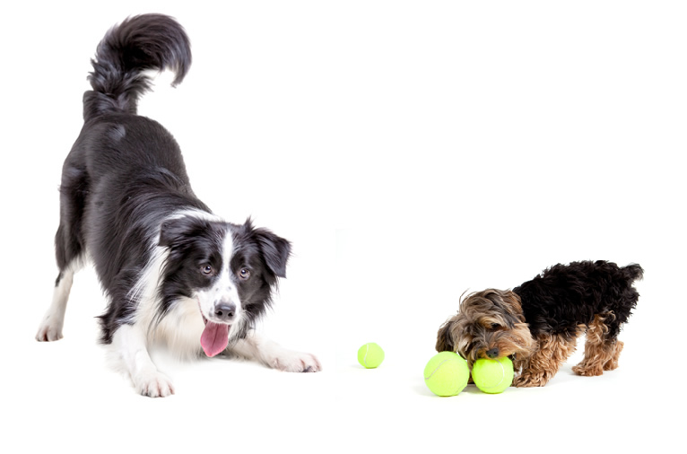 pension chien a quebec