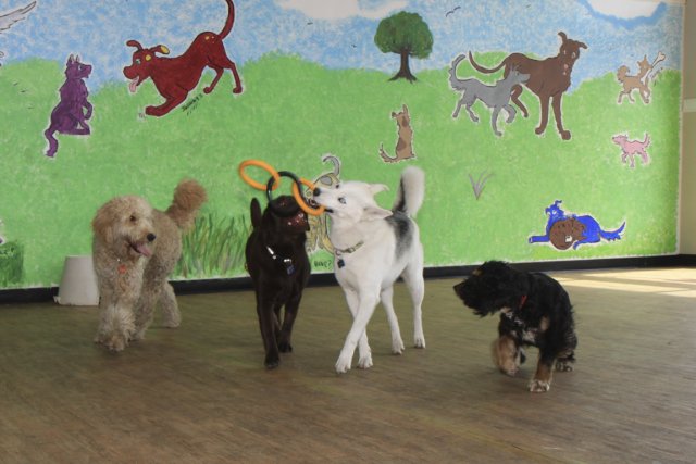 pension chien a quebec