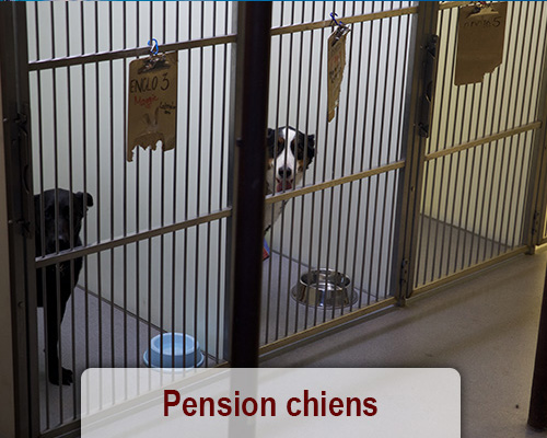 pension chien a quebec
