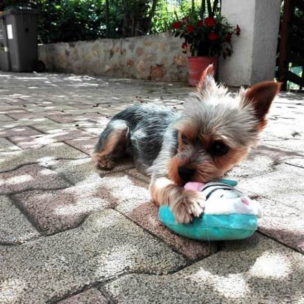 pension chien carnoules