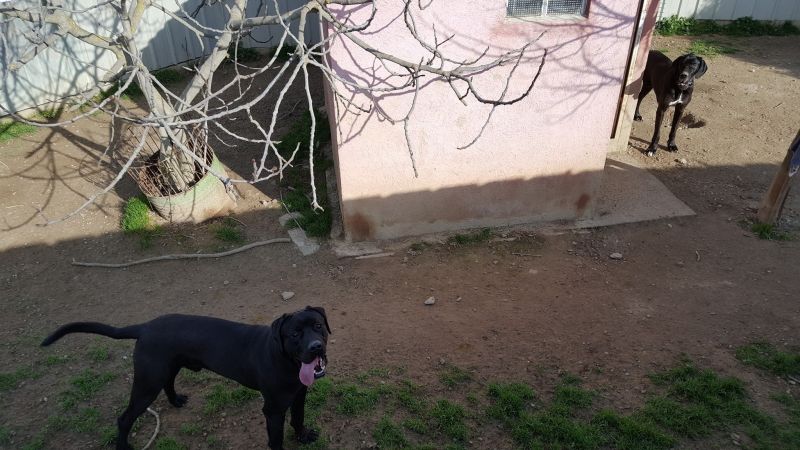 pension chien carnoules