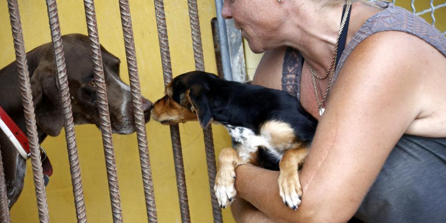 pension chien carnoules