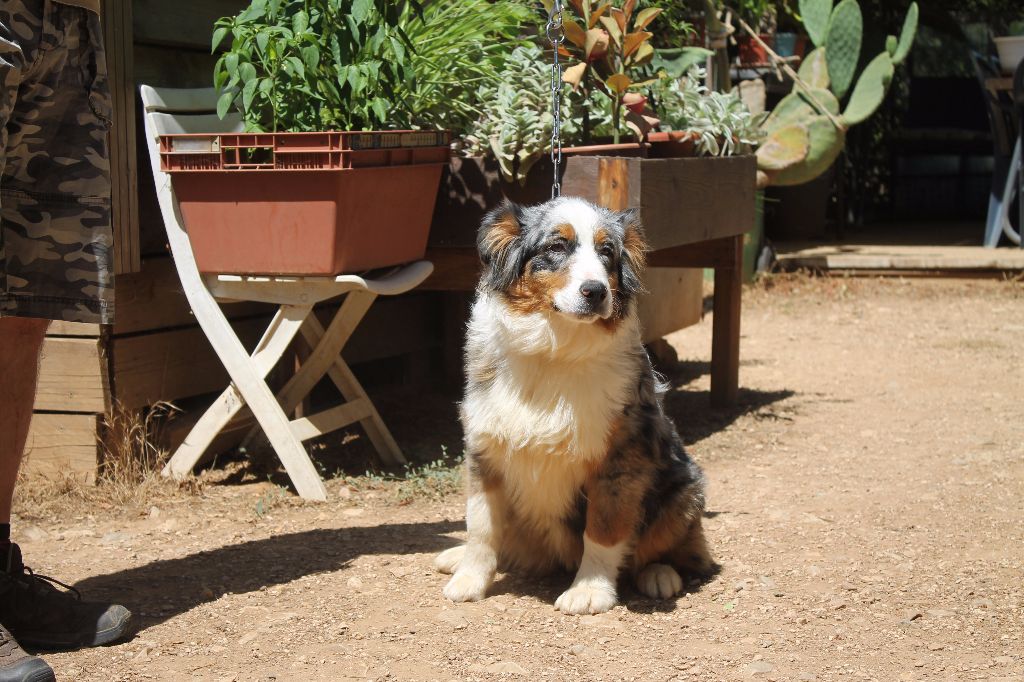 pension chien carnoules