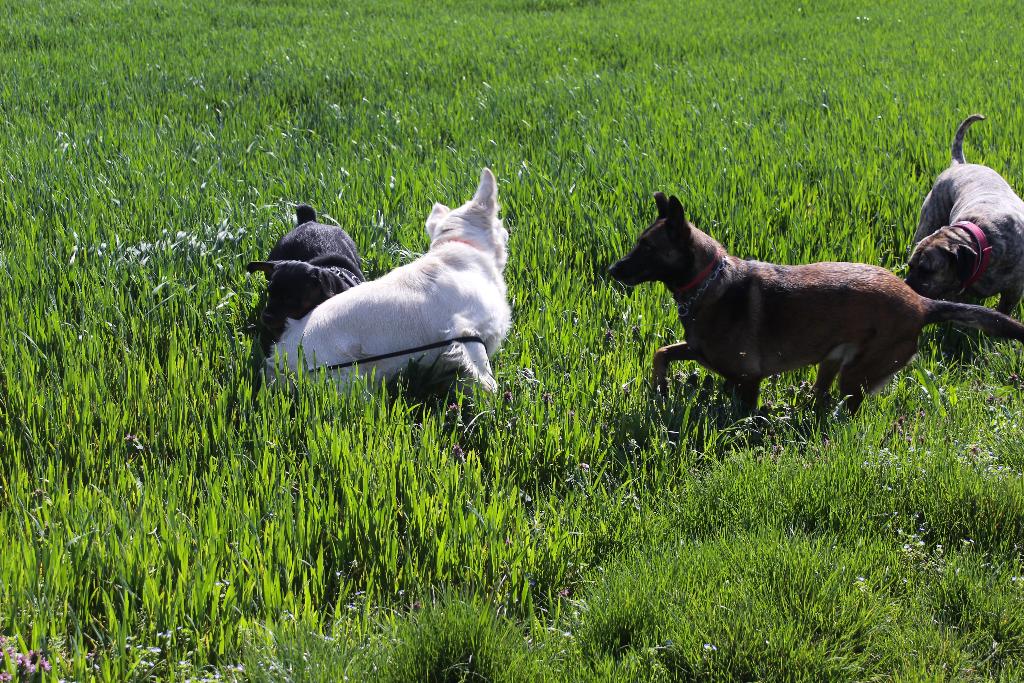 pension chien carnoules