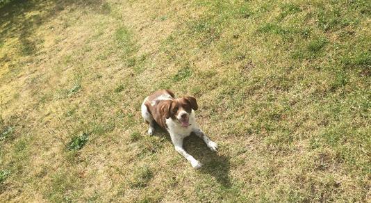pension chien dans l'eure