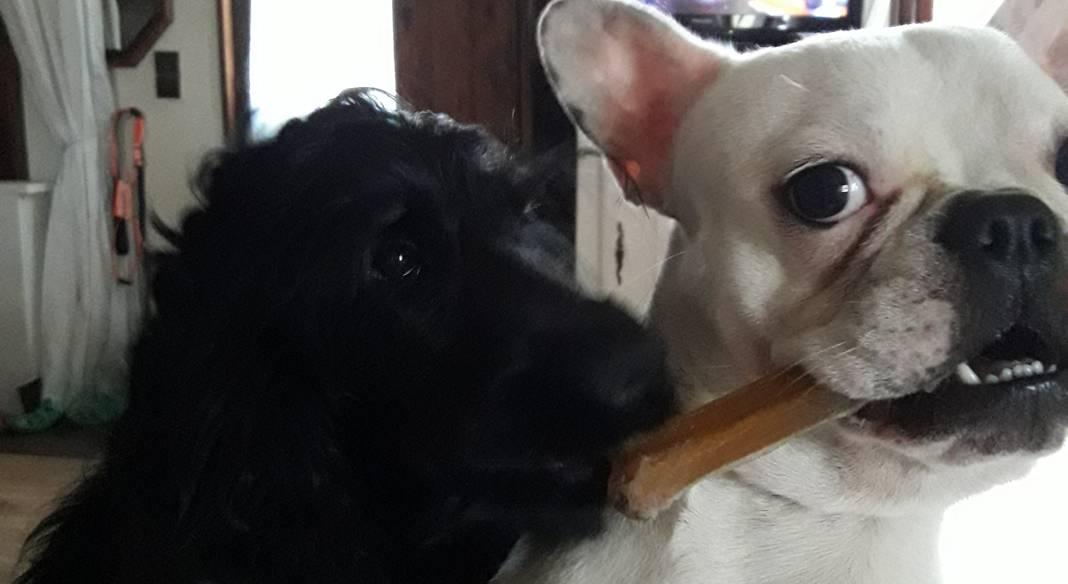 pension chien dans l'eure