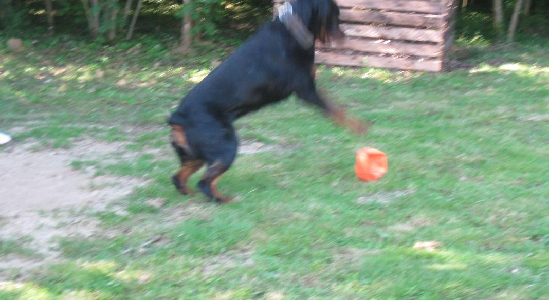 pension chien dans l'eure
