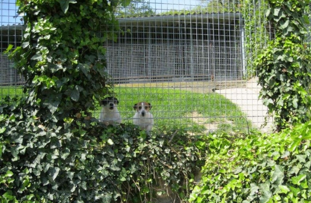 pension chien dans le lot
