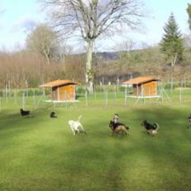 pension chien dans le lot