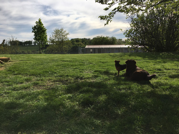 pension chien dans le lot