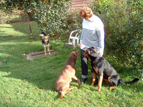 pension chien doubs