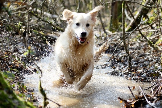 pension chien doubs