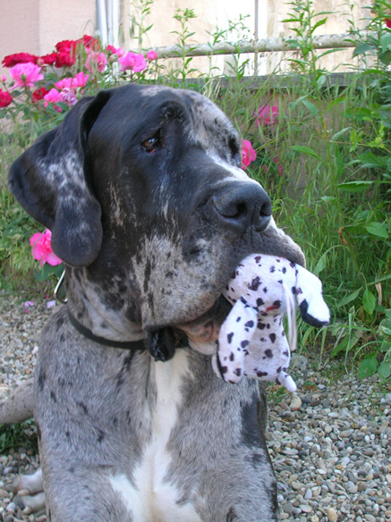 pension chien doubs