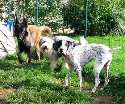 pension chien doubs