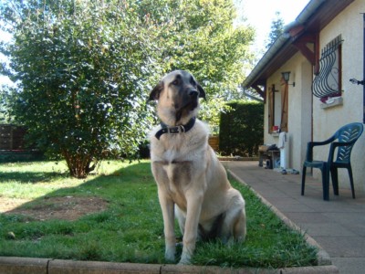 pension chien doubs