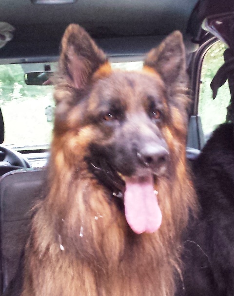 pension chien doubs