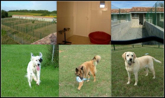 pension chien du bois clerbault chauvigny