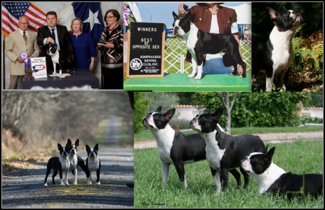 pension chien du bois clerbault chauvigny