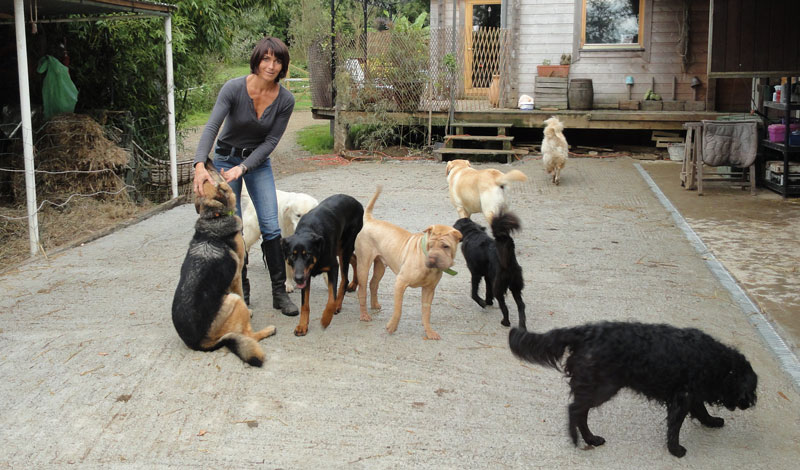 pension chien finistere