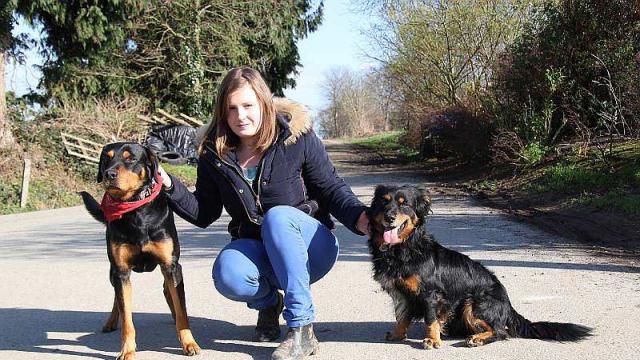 pension chien finistere