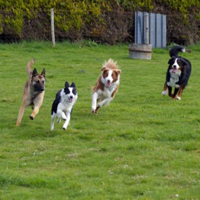 pension chien finistere
