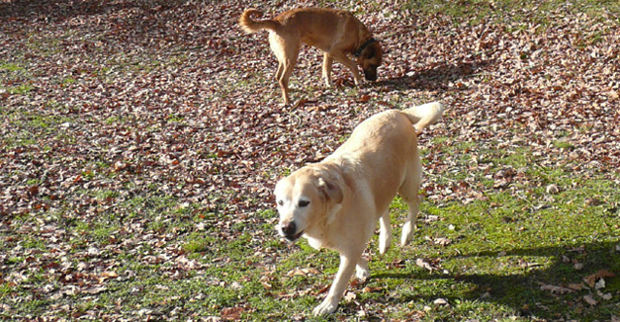 pension chien forest sur marque