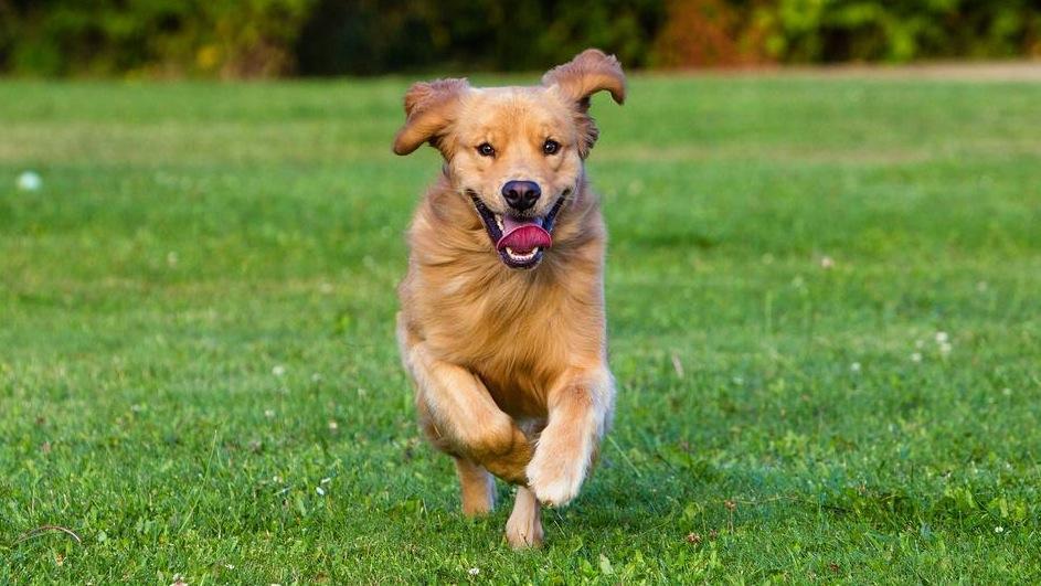 pension chien forest sur marque