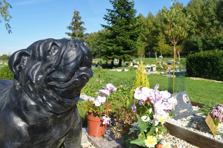 pension chien forest sur marque