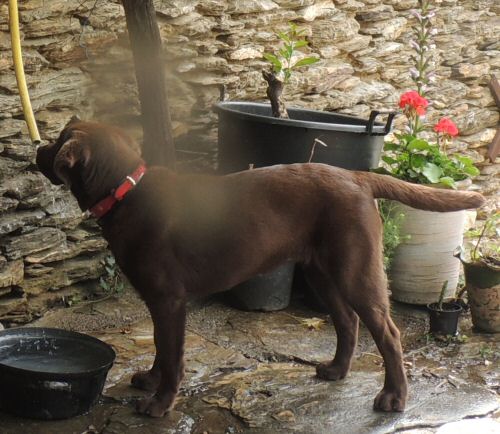 pension chien forest sur marque