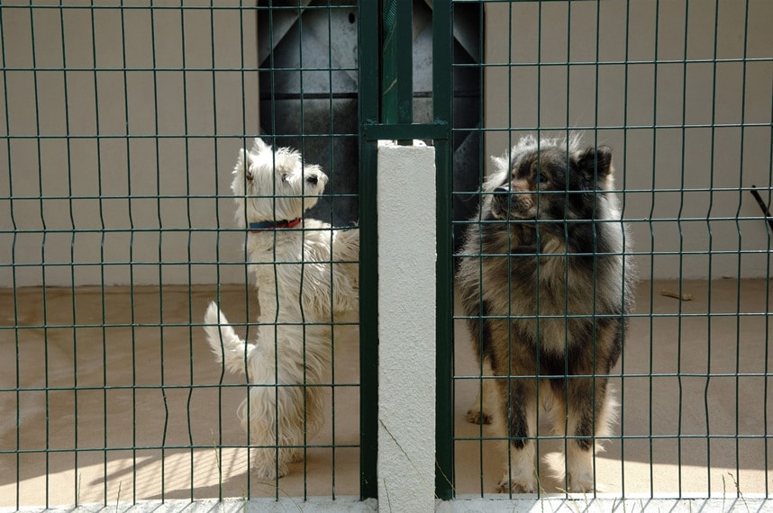 pension chien futuroscope