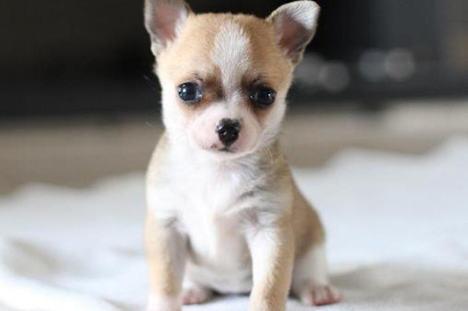 pension chien gan