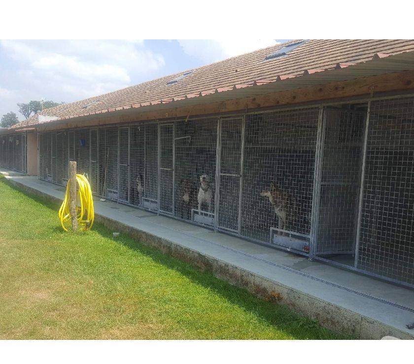pension chien guibeville