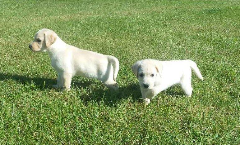 pension chien guibeville