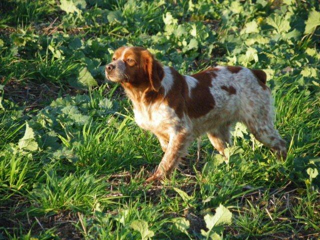 pension chien guibeville