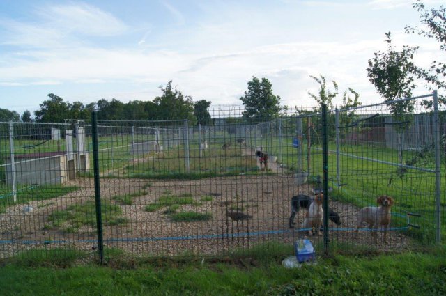 pension chien guibeville