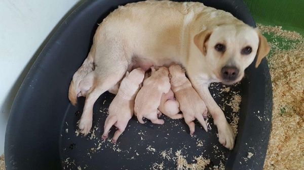 pension chien guibeville