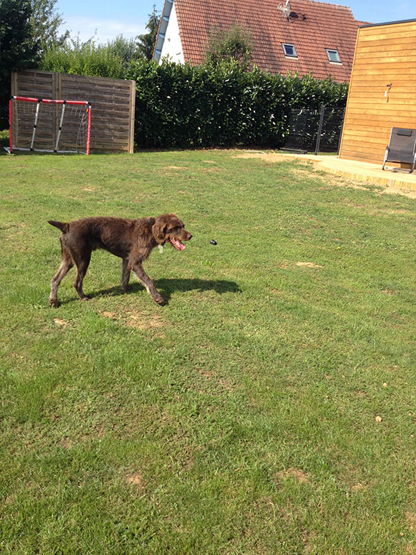 pension chien haute saone