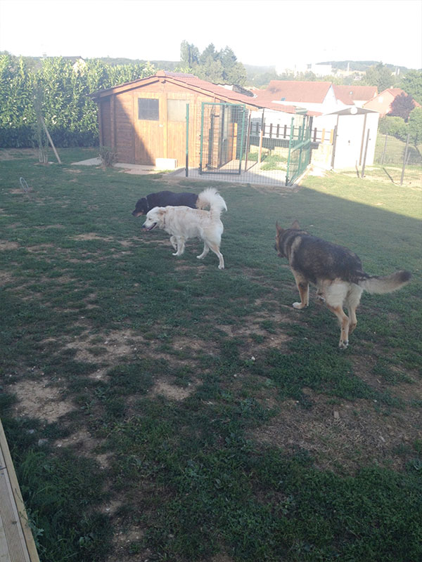 pension chien haute saone