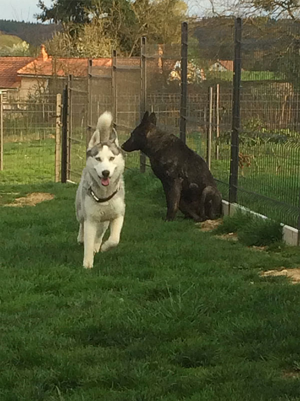 pension chien haute saone