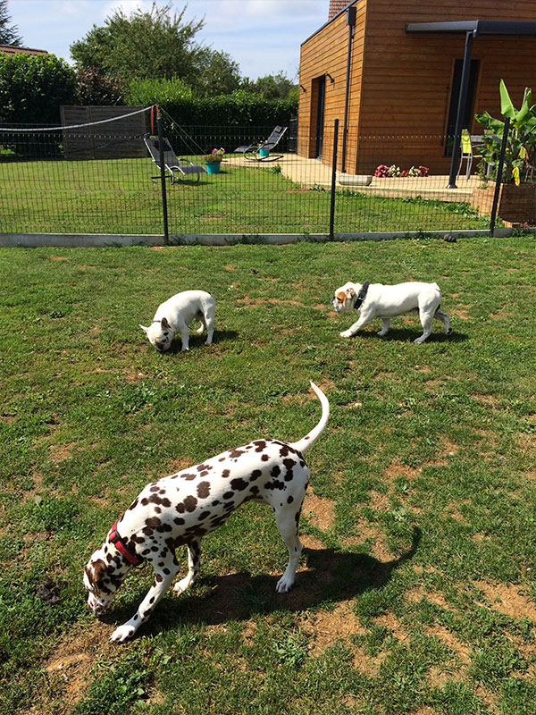 pension chien haute saone